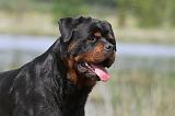 ROTTWEILER 308